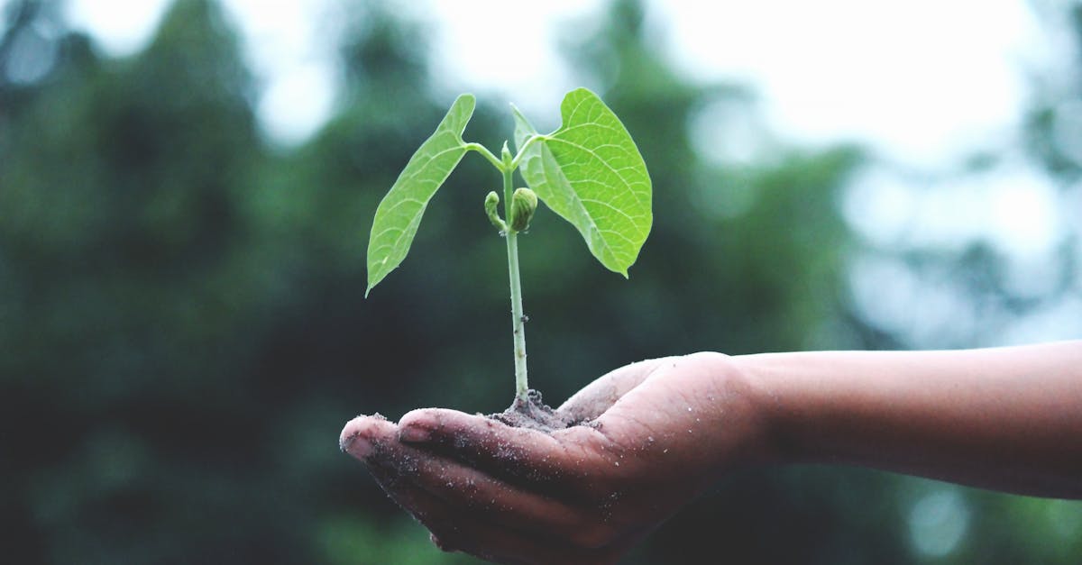découvrez les différentes certifications en matière de durabilité qui garantissent des pratiques respectueuses de l'environnement et socialement responsables. informez-vous sur les standards internationaux et améliorez l'impact de vos choix.